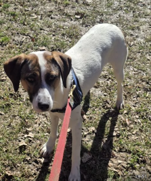 Macky,femmina,15mesi,tg media BERGAMO | Foto 0