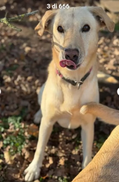 Vasco 4anni tg contenuta sbattuto di qua e di l&agrave;. LOMBARDIA