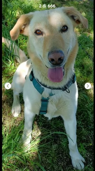 Vasco 4anni tg contenuta sbattuto di qua e di l&agrave;. LOMBARDIA | Foto 1