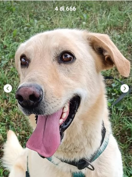 Vasco 4anni tg contenuta sbattuto di qua e di l&agrave;. LOMBARDIA | Foto 0