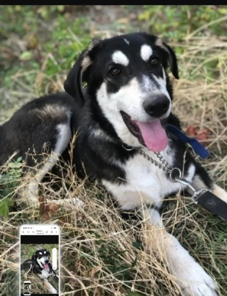 Mix Australian Shepherd 11mesi nessuno ha chiamato x lui... | Foto 2