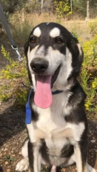 Mix Australian Shepherd 11mesi nessuno ha chiamato x lui... | Foto 1