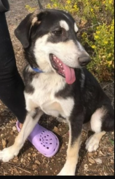 Mix Australian Shepherd 11mesi nessuno ha chiamato x lui... | Foto 0