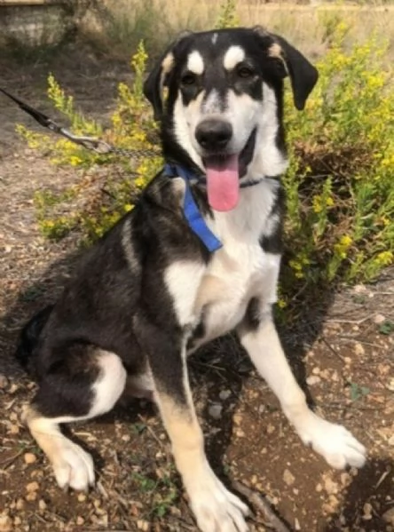Mix Australian Shepherd 11mesi nessuno ha chiamato x lui...