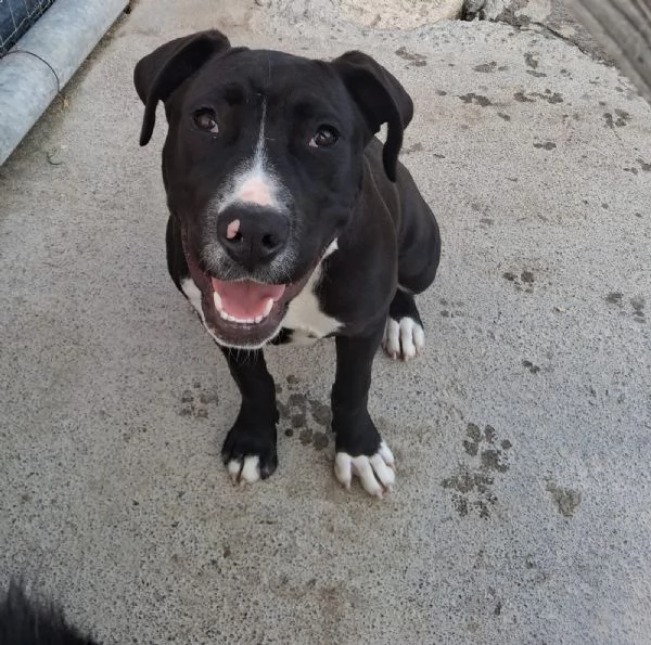 Mirtilla nera/bianca 5mesi e 1/2 rimasta sola.SICILIA | Foto 2