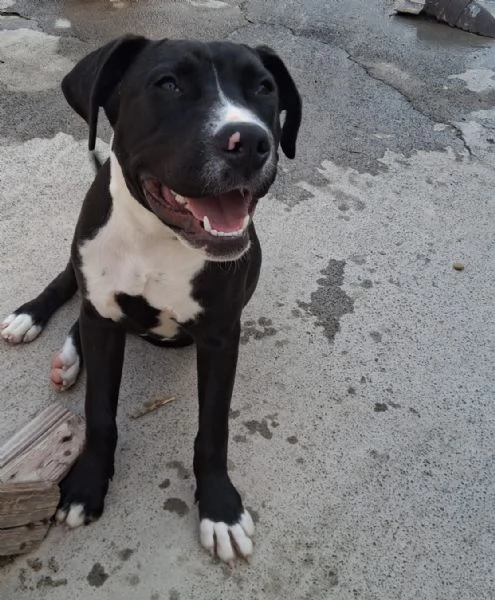 Mirtilla nera/bianca 5mesi e 1/2 rimasta sola.SICILIA | Foto 1