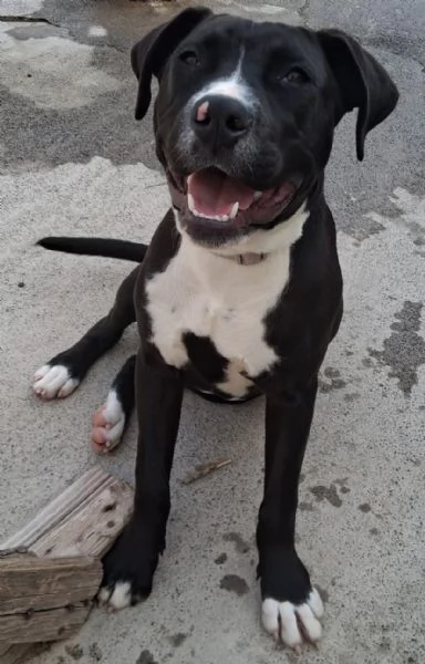 Mirtilla nera/bianca 5mesi e 1/2 rimasta sola.SICILIA | Foto 0