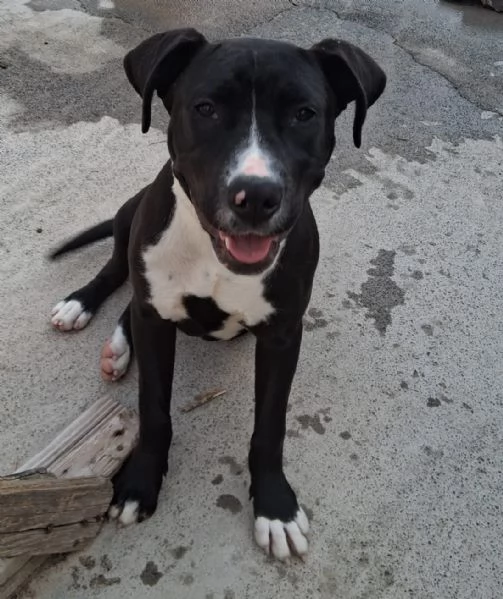 Mirtilla nera/bianca 5mesi e 1/2 rimasta sola.SICILIA