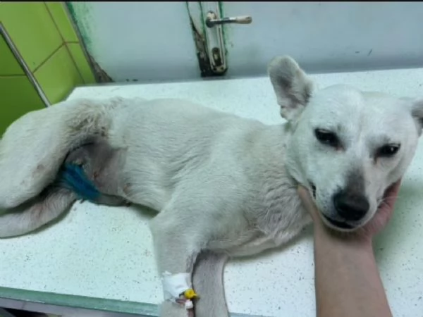 Patty 2/3anni kg11 nessuno la salva SOS  | Foto 0