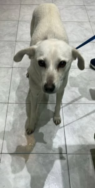 Patty 2/3anni kg11 nessuno la salva SOS 