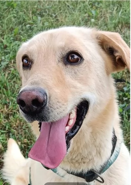 Vasco 4anni non ha mai avuto una casa MILANO | Foto 1