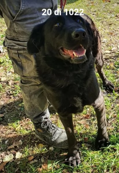 Total black,5anni,tg grande,nessuno lo vorr&agrave;! MOLISE  | Foto 3