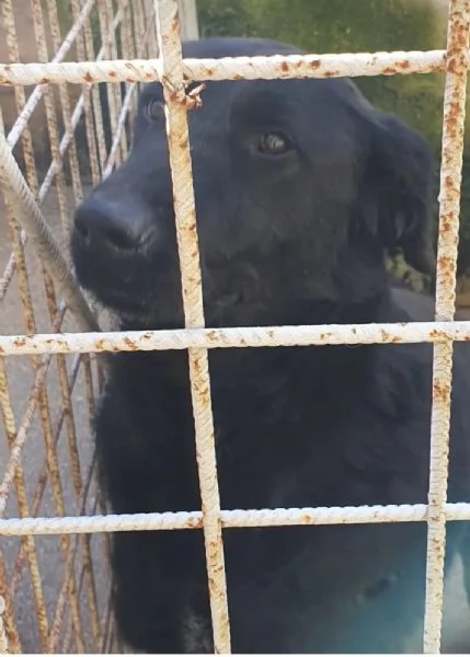 Total black,5anni,tg grande,nessuno lo vorr&agrave;! MOLISE  | Foto 2
