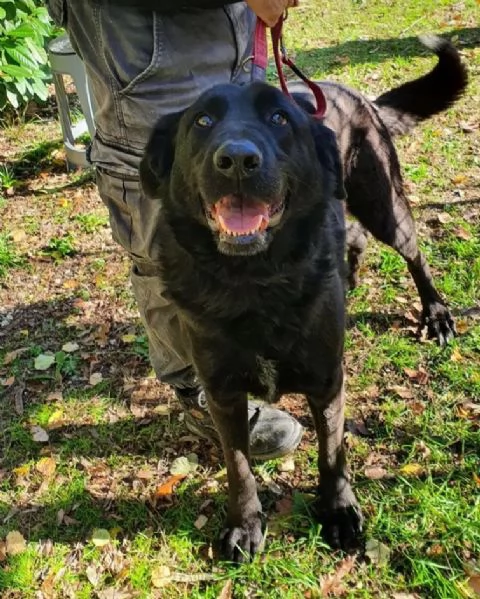 Total black,5anni,tg grande,nessuno lo vorr&agrave;! MOLISE  | Foto 1