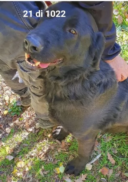 Total black,5anni,tg grande,nessuno lo vorr&agrave;! MOLISE  | Foto 0