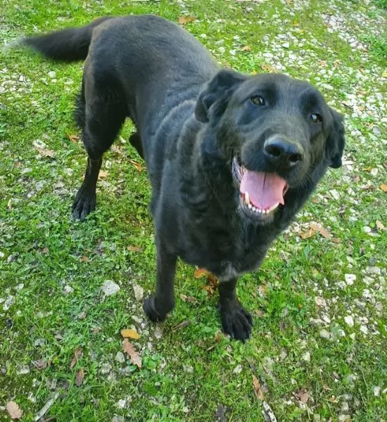 Total black,5anni,tg grande,nessuno lo vorr&agrave;! MOLISE 