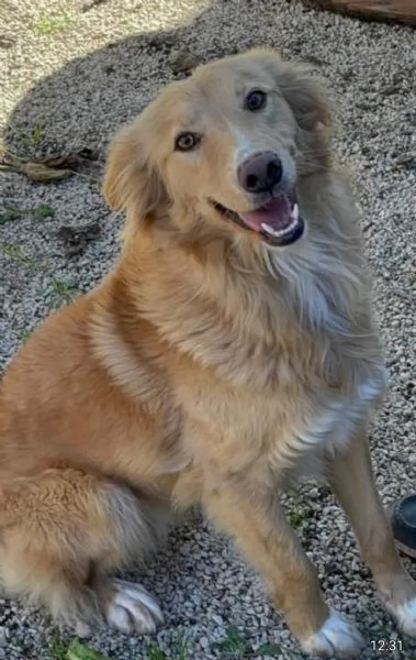 Fly femmina quasi 2anni tolta da 1canile lager