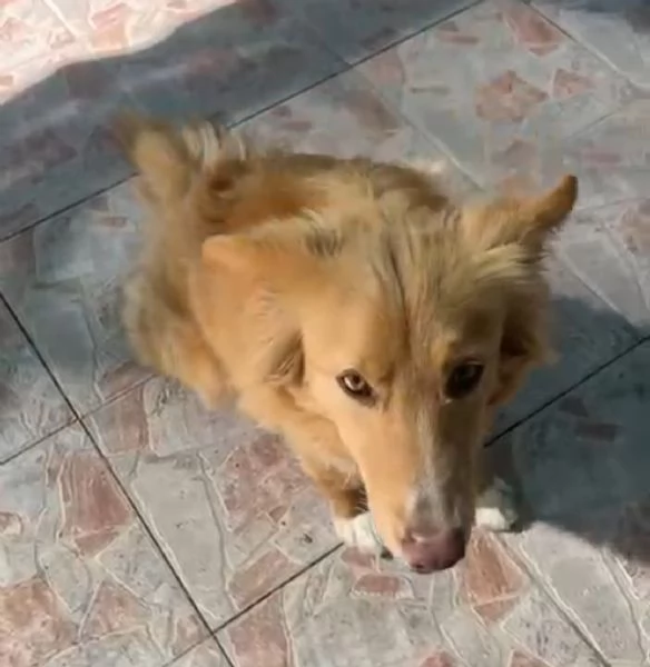 Fly femmina quasi 2anni tolta da 1canile lager | Foto 4