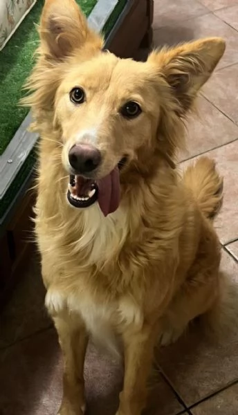 Fly femmina quasi 2anni tolta da 1canile lager | Foto 2