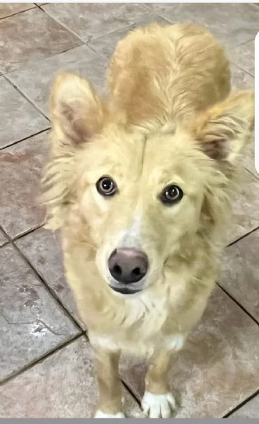 Fly femmina quasi 2anni tolta da 1canile lager | Foto 0