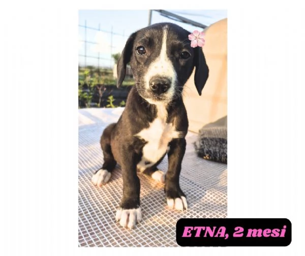 12cuccioli tg media mollati!! SOS URGE CASA