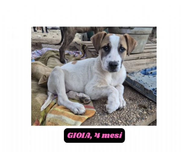 12cuccioli tg media mollati!! SOS URGE CASA | Foto 6