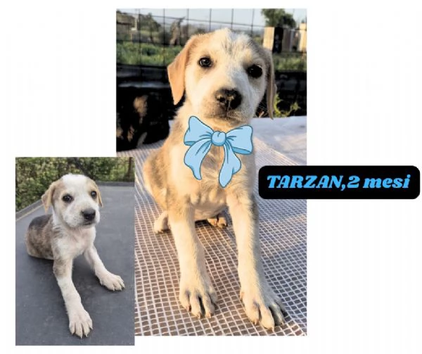 12cuccioli tg media mollati!! SOS URGE CASA | Foto 5