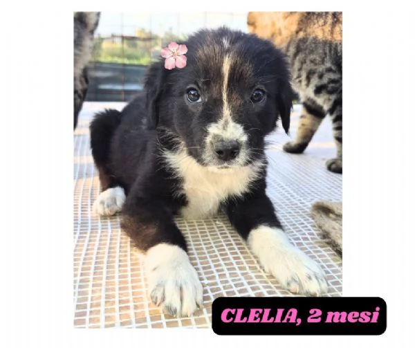 12cuccioli tg media mollati!! SOS URGE CASA | Foto 4