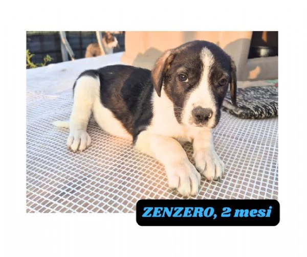 12cuccioli tg media mollati!! SOS URGE CASA | Foto 3