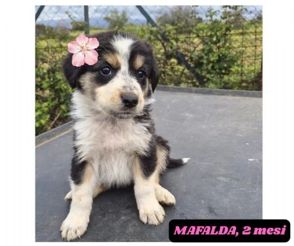 12cuccioli tg media mollati!! SOS URGE CASA | Foto 2