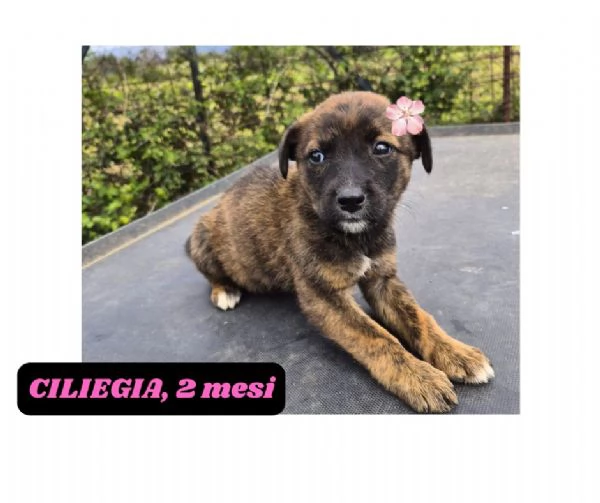 12cuccioli tg media mollati!! SOS URGE CASA | Foto 1