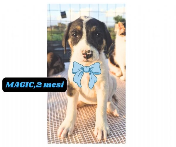 12cuccioli tg media mollati!! SOS URGE CASA | Foto 0