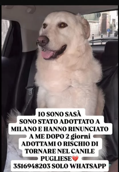 Sasa 4anni SALITO A MILANO E RIFIUTATO! TORNA AL SUD