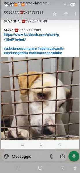 Ciccio 7anni tg media,vive aspettando un cambiamento URGENTE