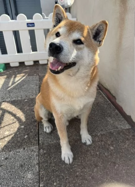 Shiba Inu 10anni kg10 SALITO E RIFIUTATO!!!!