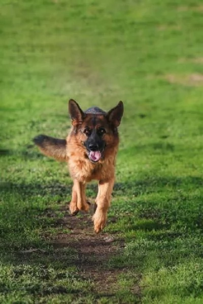 Pastore Tedesco 3anni STUPENDA rimasta sola! | Foto 2