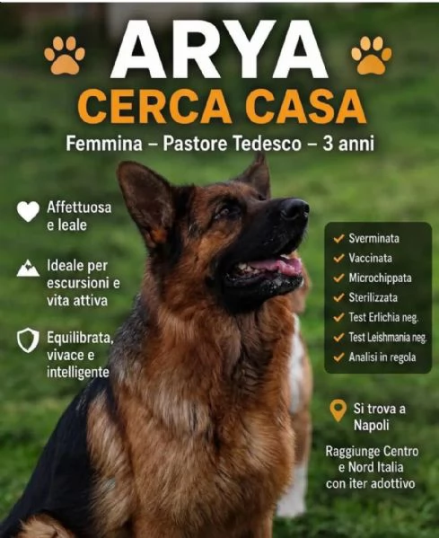 Pastore Tedesco 3anni STUPENDA rimasta sola! | Foto 0