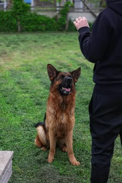 Pastore Tedesco 3anni STUPENDA rimasta sola!