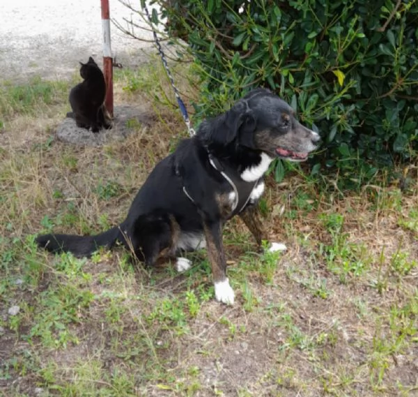 13anni A FINE GIUGNO FINIR&agrave; IN CANILE! MILANO SOS CASA | Foto 4
