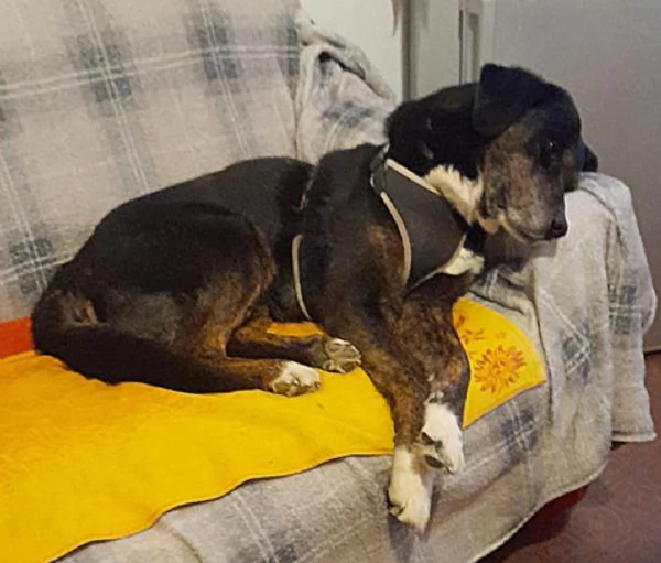 13anni A FINE GIUGNO FINIR&agrave; IN CANILE! MILANO SOS CASA | Foto 3