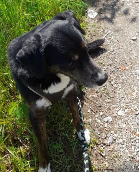13anni A FINE GIUGNO FINIR&agrave; IN CANILE! MILANO SOS CASA | Foto 2