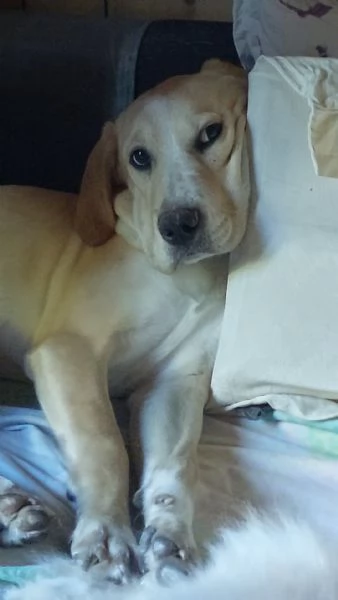 Remi,femmina,6mesi,salvata,MILANO  | Foto 1