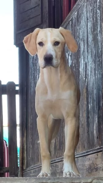 Remi,femmina,6mesi,salvata,MILANO  | Foto 0