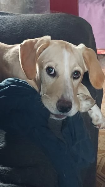 Remi,femmina,6mesi,salvata,MILANO 