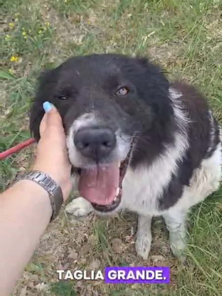 Cosmo mix Border Collie 3anni,in box da tanto