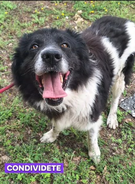 Cosmo mix Border Collie 3anni,in box da tanto | Foto 2