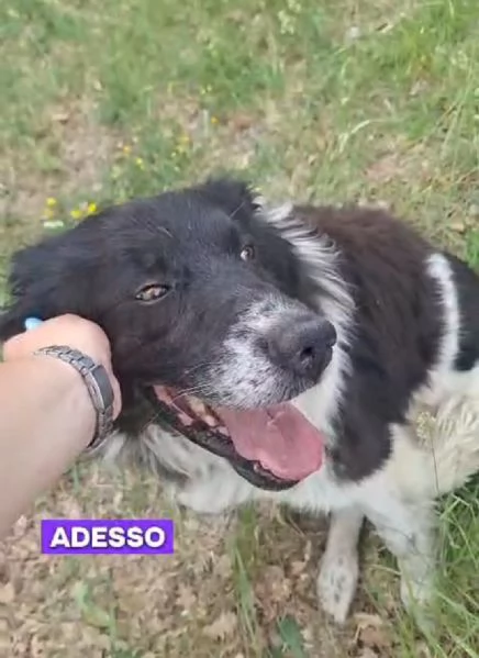 Cosmo mix Border Collie 3anni,in box da tanto | Foto 1