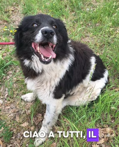 Cosmo mix Border Collie 3anni,in box da tanto | Foto 0