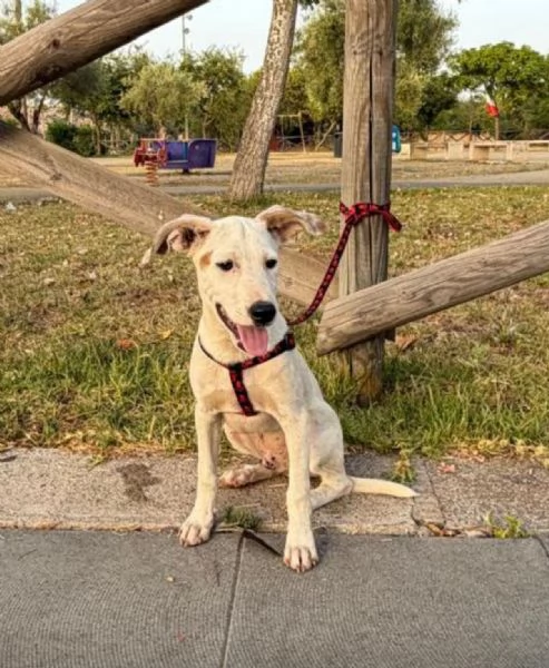 Max quasi 5mesi tg media futura mollato SICILIA | Foto 1