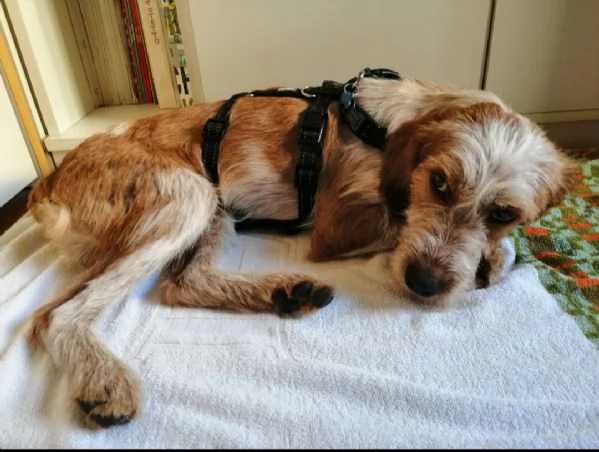 Mix spinoncino 1anno kg 10 se nn trova casa torna al sud! MILANO | Foto 3